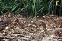 Clip: Rắn hổ mang đối đầu với kỳ đà 