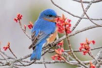 4 con giáp có cái kết viên mãn trong năm 2022