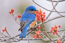 4 con giáp có cái kết viên mãn trong năm 2022