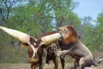 "Con bò" to nhất thế giới khiến hổ bỏ chạy như mèo 