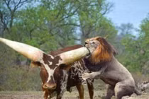 "Con bò" to nhất thế giới khiến hổ bỏ chạy như mèo 