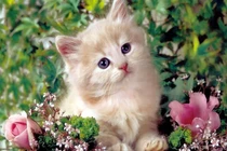 Từ 15h ngày 2 - 5/12, 3 tuổi này gánh tiền mỏi vai