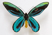 Tròn mắt kinh ngạc 10 loài côn trùng lớn nhất hành tinh