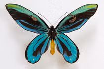 Tròn mắt kinh ngạc 10 loài côn trùng lớn nhất hành tinh