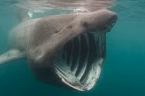 Điểm mặt 13 “hung thần đại dương” khét tiếng nhất thế giới