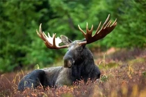 Top 10 loài động vật "đẹp lịm tim" nhưng cực kỳ nguy hiểm 