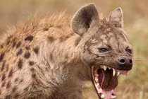 Top động vật hiếu chiến, hung tợn nhất hành tinh: Nhìn thấy tránh xa! 