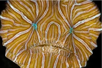 Tuyển tập những loài cá hình thù kỳ dị nhất hành tinh