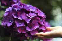 3 con giáp đạp bằng khó khăn, hậu vận ấm êm, hạnh phúc