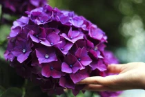 3 con giáp đạp bằng khó khăn, hậu vận ấm êm, hạnh phúc