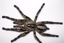 Top 10 loài nhện độc nhất thế giới, chớ dại đến gần 