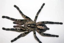 Top 10 loài nhện độc nhất thế giới, chớ dại đến gần 