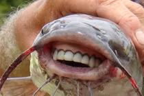 Kinh ngạc những loài động vật độc - lạ - dị nhất hành tinh