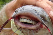 Kinh ngạc những loài động vật độc - lạ - dị nhất hành tinh