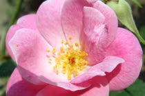 3 ngày sinh được Thần Tài song hành, Thần May Mắn kề bên