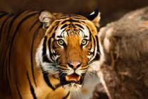 Mèo mù vớ cá rán: 3 tuổi từ 2023 - 2024 ngồi yên hứng lộc vàng 