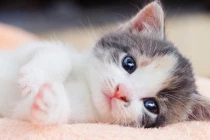 Cuối tháng 7/2022: 3 con giáp sao may mắn chiếu mệnh, túi tiền rủng rỉnh