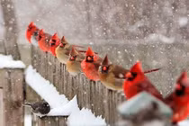 Ngỡ ngàng trước những khoảnh khắc kỳ thú của Mẹ Thiên nhiên