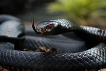 10 loài rắn "hiểm - độc" nhất thế gian, có con bạn chẳng tưởng tượng nổi 