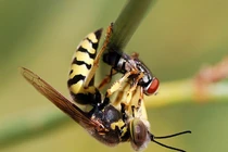 Top 4 loài động vật hung tợn và tham lam nhất hành tinh