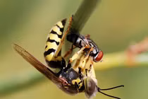 Top 4 loài động vật hung tợn và tham lam nhất hành tinh