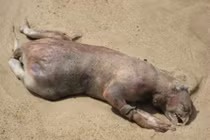 Sửng sốt 10 sinh vật kỳ lạ nhất được tìm thấy trên Trái đất