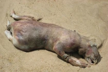 Sửng sốt 10 sinh vật kỳ lạ nhất được tìm thấy trên Trái đất