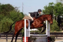 Top 10 chú ngựa đắt nhất trong lịch sử, đại gia tranh nhau sở hữu 