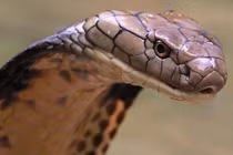 Top 10 loài rắn kịch độc, nghe tên đã sởn da gà 