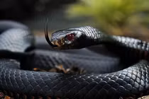 10 loài rắn hiểm độc nhất thế gian, có con là "quan tài di động" 