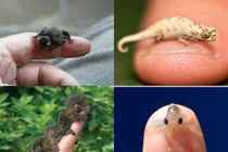 Tuyển tập những động vật bé tin hin lạ lùng nhất quả đất 