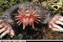 10 loài vật xấu kinh điển nhất thế giới chứa bí mật không tưởng