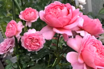 Chịu thương chịu khó, mùa thu này, 3 con giáp ký được hợp đồng to