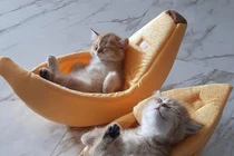 Bật cười trước những khoảnh khắc khó hiểu của loài mèo