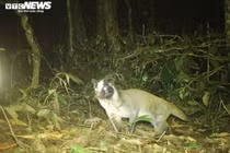 Những loài thú quý hiếm có nguy cơ tuyệt chủng ở VQG Chư Yang Sin