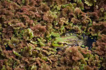 Tròn mắt trước khả năng "đi trốn" của các loài động vật