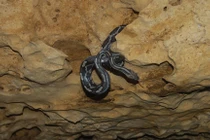 Cảnh tượng kinh ngạc trong hang rắn treo kỳ quái ở Mexico