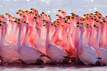 Chiêm ngưỡng những loài chim đẹp nhất thế giới: Hồng hạc có đứng đầu? 