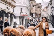 Top 5 giống chó khổng lồ nhất Trái đất, con người phải kiêng nể