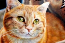 4 con giáp có căn đại phúc đại quý, cả đời Thần Phật chở che 