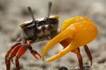 Top 10 động vật có thân hình thiếu cân đối nhất quả đất 