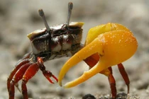 Top 10 động vật có thân hình thiếu cân đối nhất quả đất 