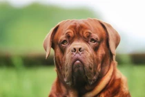 Top 5 giống chó khổng lồ nhất hành tinh, con người phải e sợ