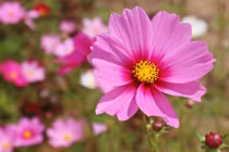 3 con giáp trúng quả đậm, đổi vận giàu sang từ giữa tháng 4/2022