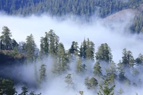 Vì sao vị trí cây cao nhất thế giới không có trên bản đồ?