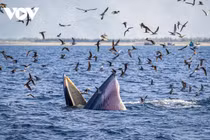 Mãn nhãn cảnh mẹ con cá voi săn mồi ở vùng biển Đề Gi