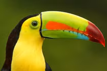 10 loài chim có chiếc mỏ kỳ quái nhất, như đến từ hành tinh khác 