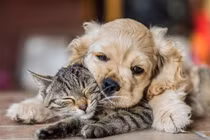 Bật cười trước những khoảnh khắc hài hước và đáng yêu của động vật