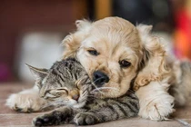 Bật cười trước những khoảnh khắc hài hước và đáng yêu của động vật