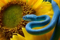 Tuần mới (18-24/7): 3 con giáp Thần Tài nuông chiều không phát tài cũng khó